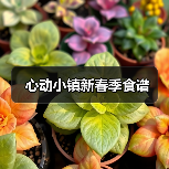 心动小镇新春季食谱（图4）