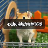 心动小镇动物新邻季（图4）
