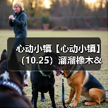 心动小镇【心动小镇】 （10.25）溜溜橡木&无暇萤石（图3）
