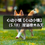 心动小镇【心动小镇】（5.18）溜溜橡木&无暇萤石（图4）