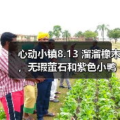 心动小镇8.13 溜溜橡木，无瑕萤石和紫色小鸭子位置（图4）