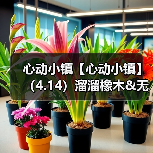 心动小镇【心动小镇】(4.14)溜溜橡木&无暇萤石(图2) 心动小镇【心动小镇】(4.14)溜溜橡木&无暇萤石(图2)
