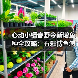 心动小镇春野令新增鱼种全攻略：五彩博鱼怎么钓？（图1）